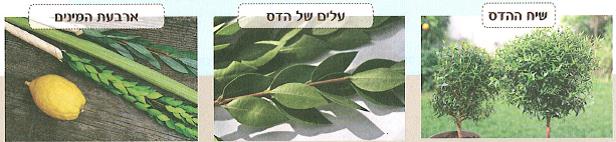 (בספר איור של נוגה ושביט משוחחים)